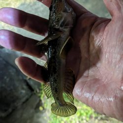 新左近親水公園 落ちハゼ