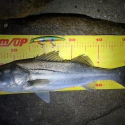 前回いい思いをしたので☺️