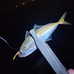 仕事終わり釣行🎣