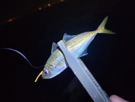 仕事終わり釣行🎣