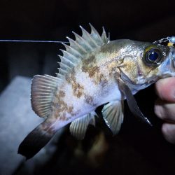 仕事納め＆釣り納め🎣