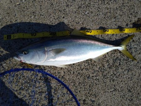 ヤズをゲット！