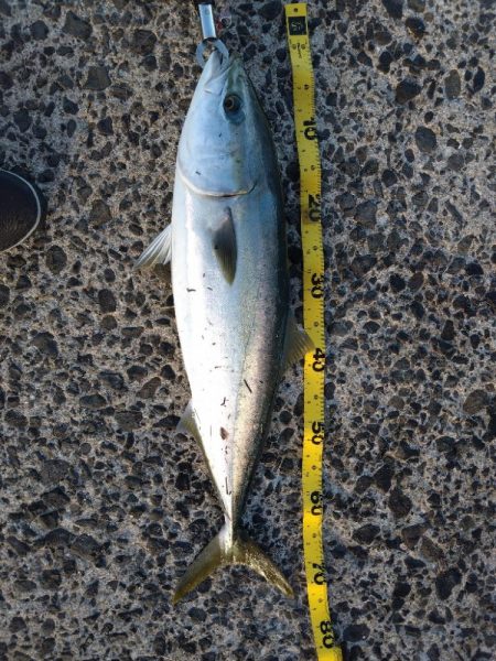 もう少しでブリ！