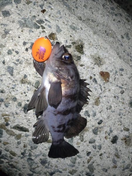 初めてのフロート