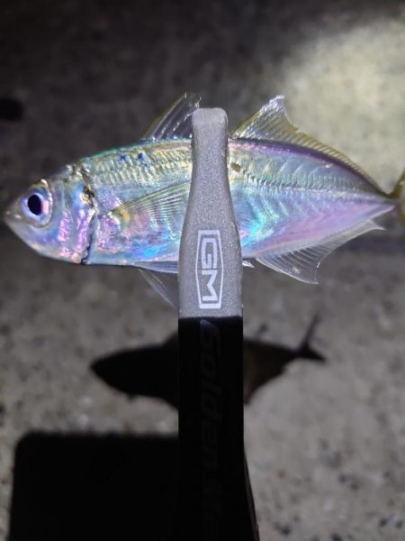 バイシクルアジング