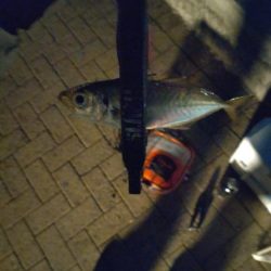 シーサイドコスモ