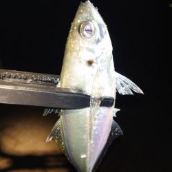 今日はポイントに入れず。