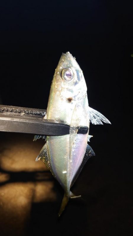 今日はポイントに入れず。