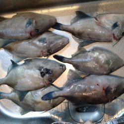 今年初のウマズラハギ！！