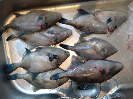 今年初のウマズラハギ！！