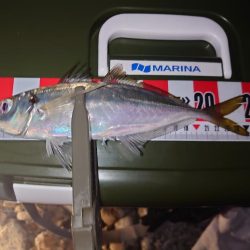 尺アジ狙い🎣