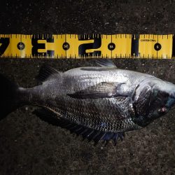 マダイ狙いのカゴ釣り🎣