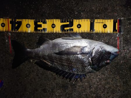 マダイ狙いのカゴ釣り🎣