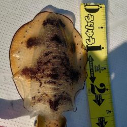 今年最後のボート釣り