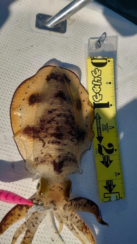 今年最後のボート釣り