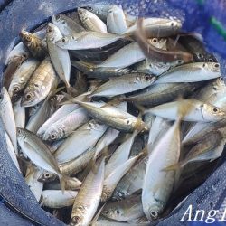 真冬でもアジが入れ食い！！