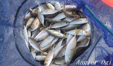 真冬でもアジが入れ食い！！