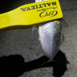 アジ探し＠大阪南