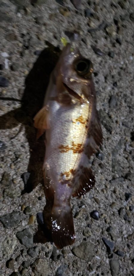 アジ探し＠淡路島①