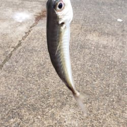 アジ探し@淡路島③