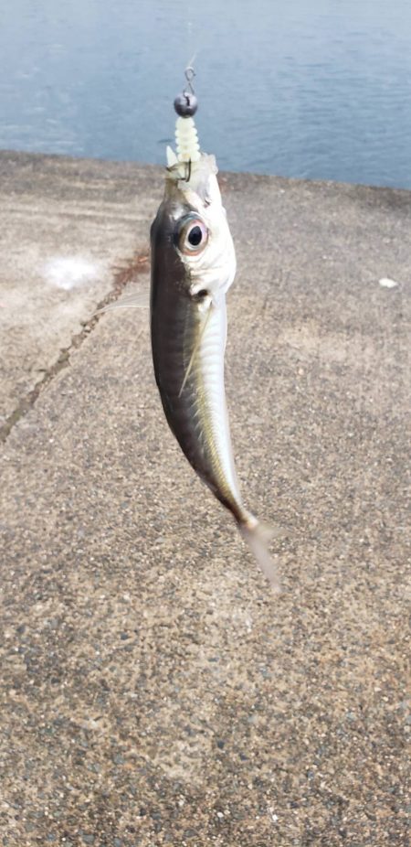 アジ探し@淡路島③