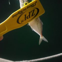 アジ探し@岸和田