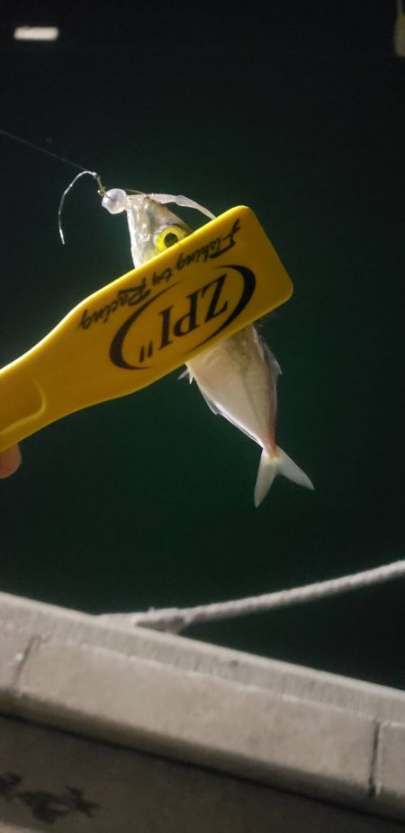 アジ探し@岸和田