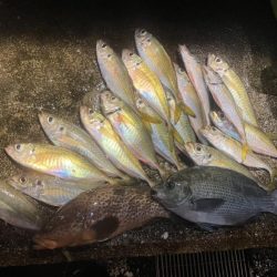 アジング、グレ、キジハタ!