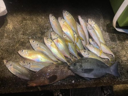 アジング、グレ、キジハタ！