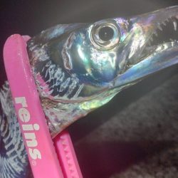 アジとタチウオ