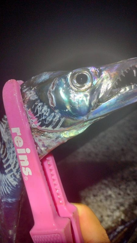 アジとタチウオ