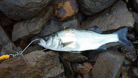 シーバス、今回も好調。