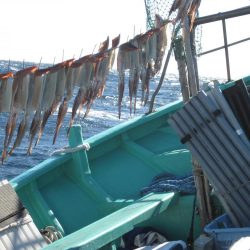 するめいか　10杯～52杯～54杯