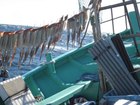 するめいか　10杯～52杯～54杯