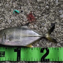 ご近所アジング