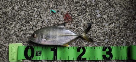 ご近所アジング