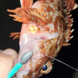 淡路島ライトフィッシング