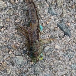 アジング@淡路島②