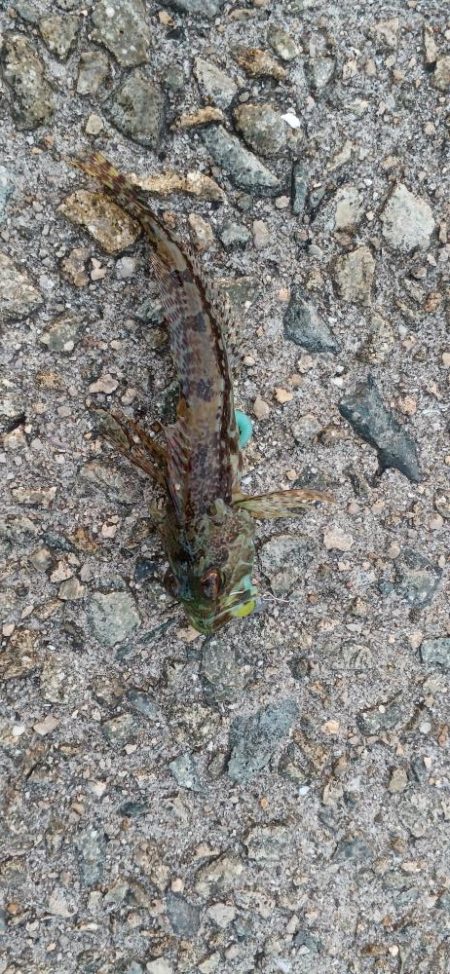 アジング@淡路島②