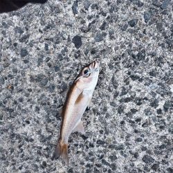 下津~湯浅間アジング情報提供します。