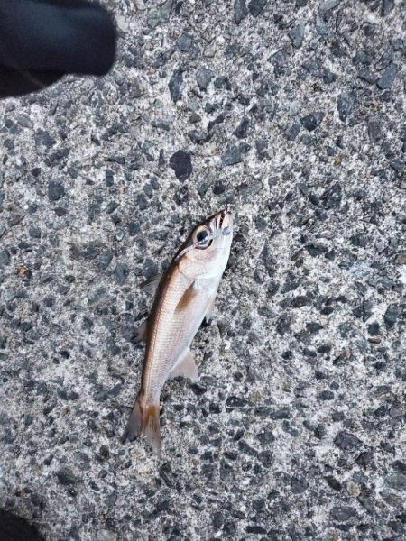 下津~湯浅間アジング情報提供します。