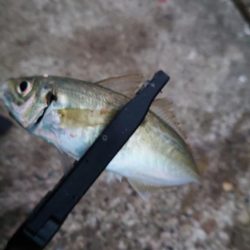 20cm超えが多くなってきました。