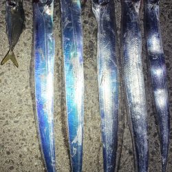 見頃の流星群、釣り頃のタチウオ