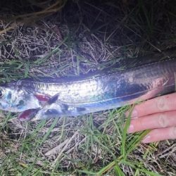 春と秋のコラボ