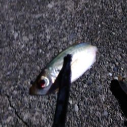 サイズupを狙ってみましたが