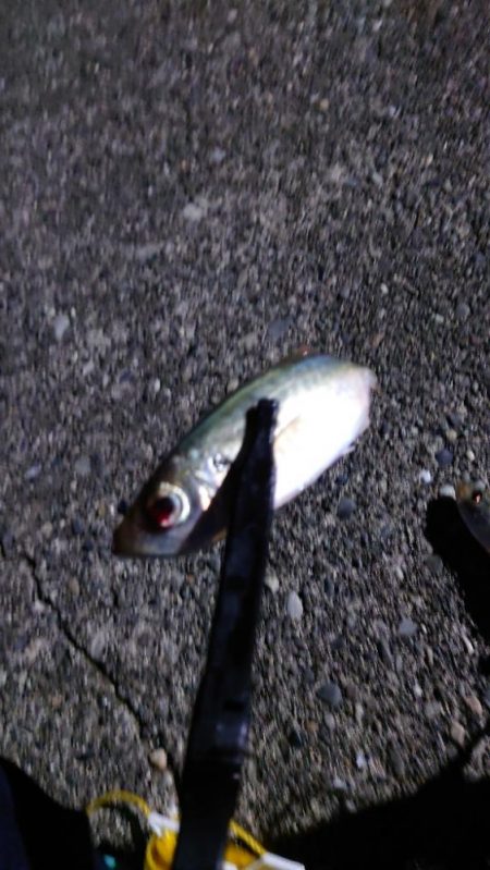 サイズupを狙ってみましたが