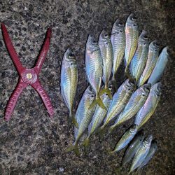 アジング 好釣果で良型多数