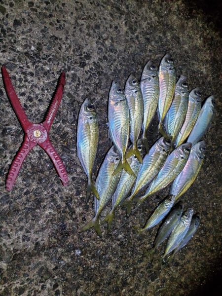 アジング　好釣果で良型多数
