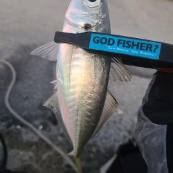 カゴサビキ師の隣にて🙆