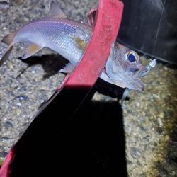 アジング　外道がたくさん